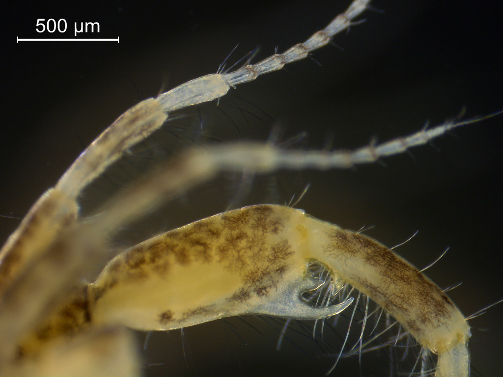 Chelicorophium curvispinum